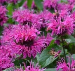 Monrtad Monardad – Mõigu Aiand
